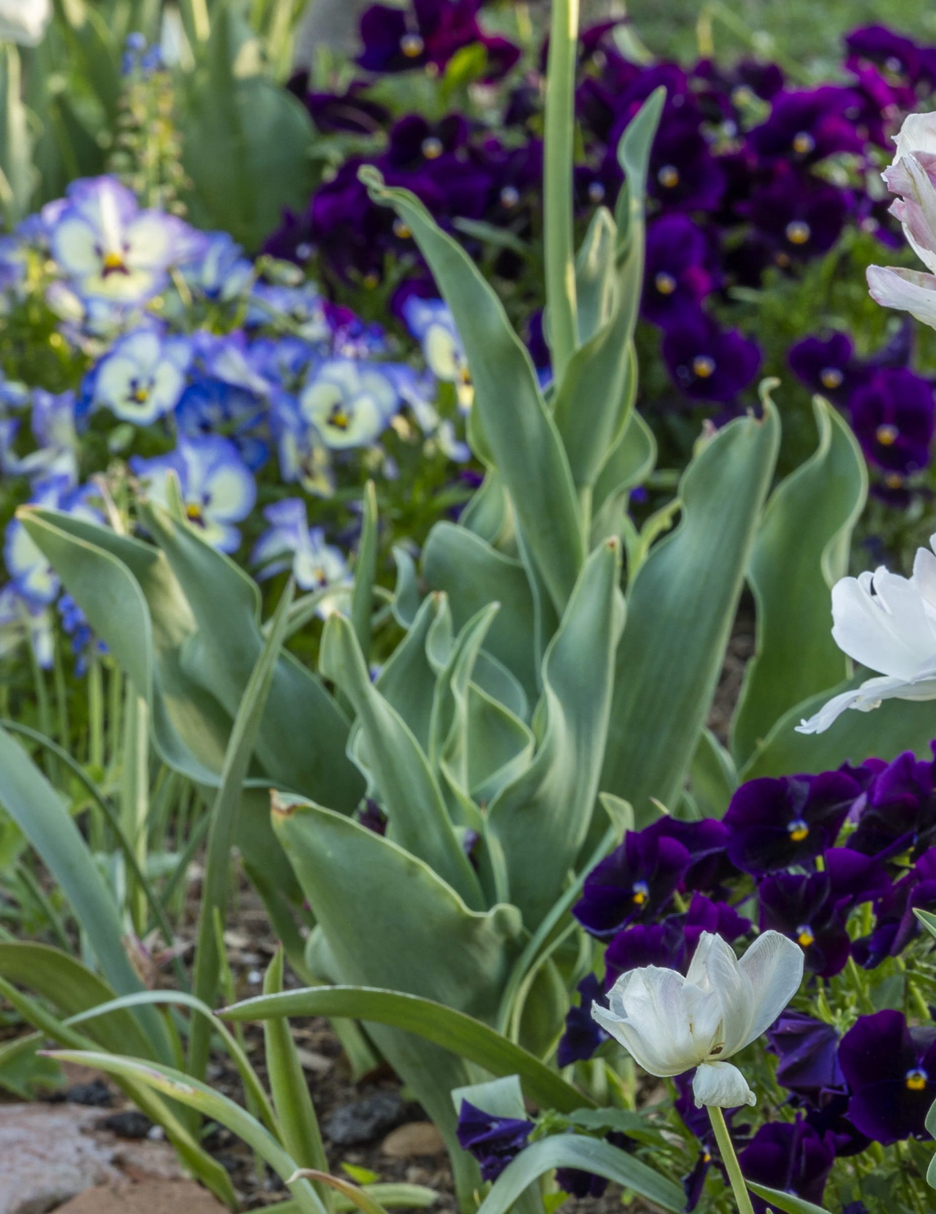 GardensOfBunnyMellon-8